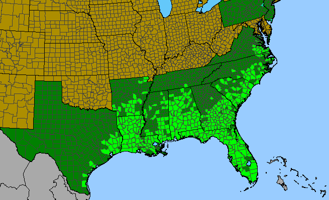 The range of Quercus laurifolia