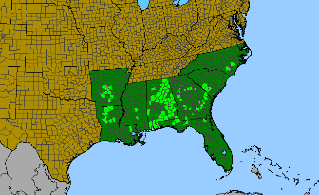 The range of Gamochaeta chionesthes